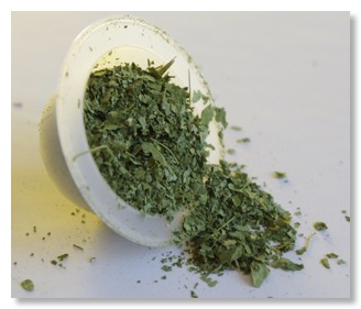 moringa in capsule 